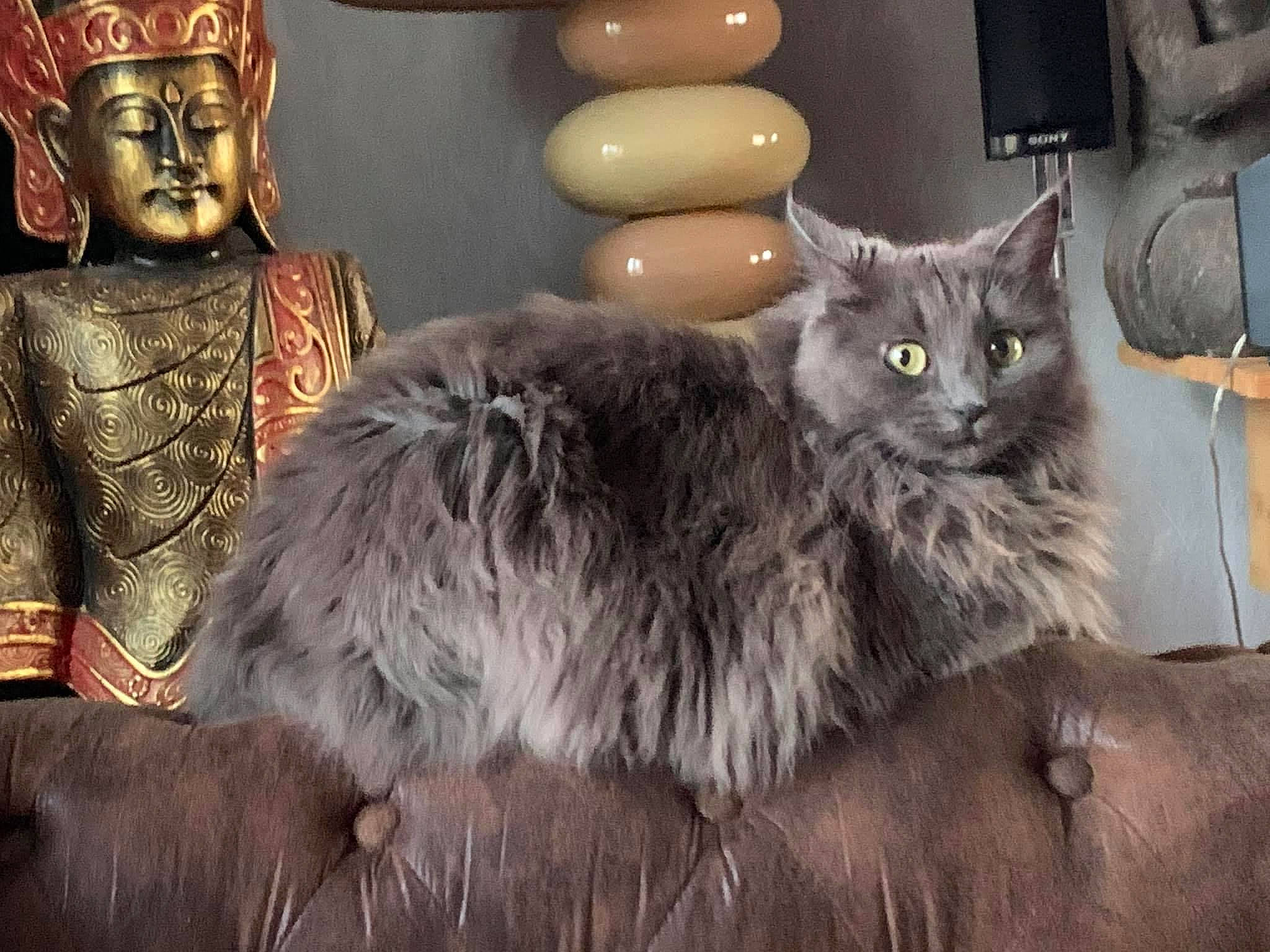 Mogho participe au concours pour gagner de l'argent avec cette photo : art, black_cat, british_longhair, carnivore, cat, claw, comfort, domestic_short_haired_cat, event, eye, fawn, felidae, fur, grey, metal, sitting, small_to_medium_sized_cats, tail, terrestrial_animal, whiskers