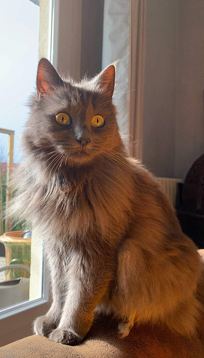 Mogho participe au concours pour gagner de l'argent avec cette photo : british_longhair, carnivore, cat, claw, curtain, domestic_short_haired_cat, fawn, felidae, fur, grey, small_to_medium_sized_cats, snout, tail, terrestrial_animal, whiskers, window