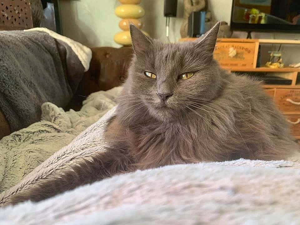 Mogho participe au concours pour gagner de l'argent avec cette photo : black_cat, british_longhair, carnivore, cat, chartreux, claw, comfort, couch, domestic_short_haired_cat, felidae, fur, grey, picture_frame, shelf, small_to_medium_sized_cats, snout, tail, whiskers