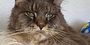 Roméo Sept Lotus a rejoint le concours — aidez-le/la à gagner de superbes lots ! abyssinian, angora, animal, brasssection, cat, couch, furniture, homedecor, horn, kitten, manx, musicalinstrument, pet, siamese, snout, toy