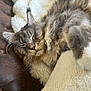 Roméo Sept Lotus a rejoint le concours — aidez-le/la à gagner de superbes lots ! cat, sleeping, fluffy, gray, feline, whiskers, blanket, cushion, cozy, indoor, relaxing, paw, fur, closeup, resting, pet, comfort, nap, soft, cute