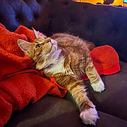 Balthazar participe au concours pour gagner de l'argent avec cette photo : cat, orange_tabby, blanket, couch, indoor, feline, pet, relaxed, tufted_couch, red_blanket, fur, whiskers, paws, curious, domestic_animal, home_interior, lamp, warm_lighting, resting, cozy