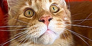 Balthazar a rejoint le concours — aidez-le/la à gagner de superbes lots ! cat, orange_cat, white_fur, whiskers, close_up, pet, feline, curious, eyes, nose, ears, fur, animal, domestic_animal, indoor, cozy, blanket, portrait, cute, fluffy