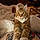 Balthazar