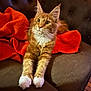 Balthazar participe au concours pour gagner de l'argent avec cette photo : cat, orange_tabby, white_paws, couch, blanket, indoor, pet, feline, relaxed, fur, whiskers, ears, paws, domestic_animal, cozy, home, resting, animal, mammal, cute