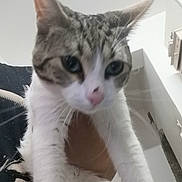 Boby participe au concours pour gagner de l'argent avec cette photo : aegean_cat, american_wirehair, asian, carnivore, cat, domestic_short_haired_cat, ear, european_shorthair, felidae, kitten, mammal, ojos_azules, polydactyl_cat, small_to_medium_sized_cats, tabby_cat, whiskers