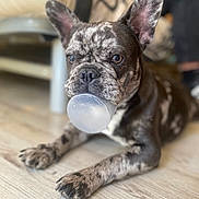 Tina a rejoint le concours — aidez-le/la à gagner de superbes lots ! adult, animal, boxer, bulldog, canine, dog, frenchbulldog, hardwood, indoors, interiordesign, male, man, person, pet, pitbull, puppy, snout, soil, sphere, wood