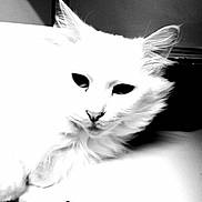 Turbeau participe au concours pour gagner de l'argent avec cette photo : black, black_and_white, carnivore, cat, ear, eye, felidae, fur, kitten, monochrome, monochrome_photography, photography, ragdoll, small_to_medium_sized_cats, style, turkish_angora, turkish_van, whiskers, white