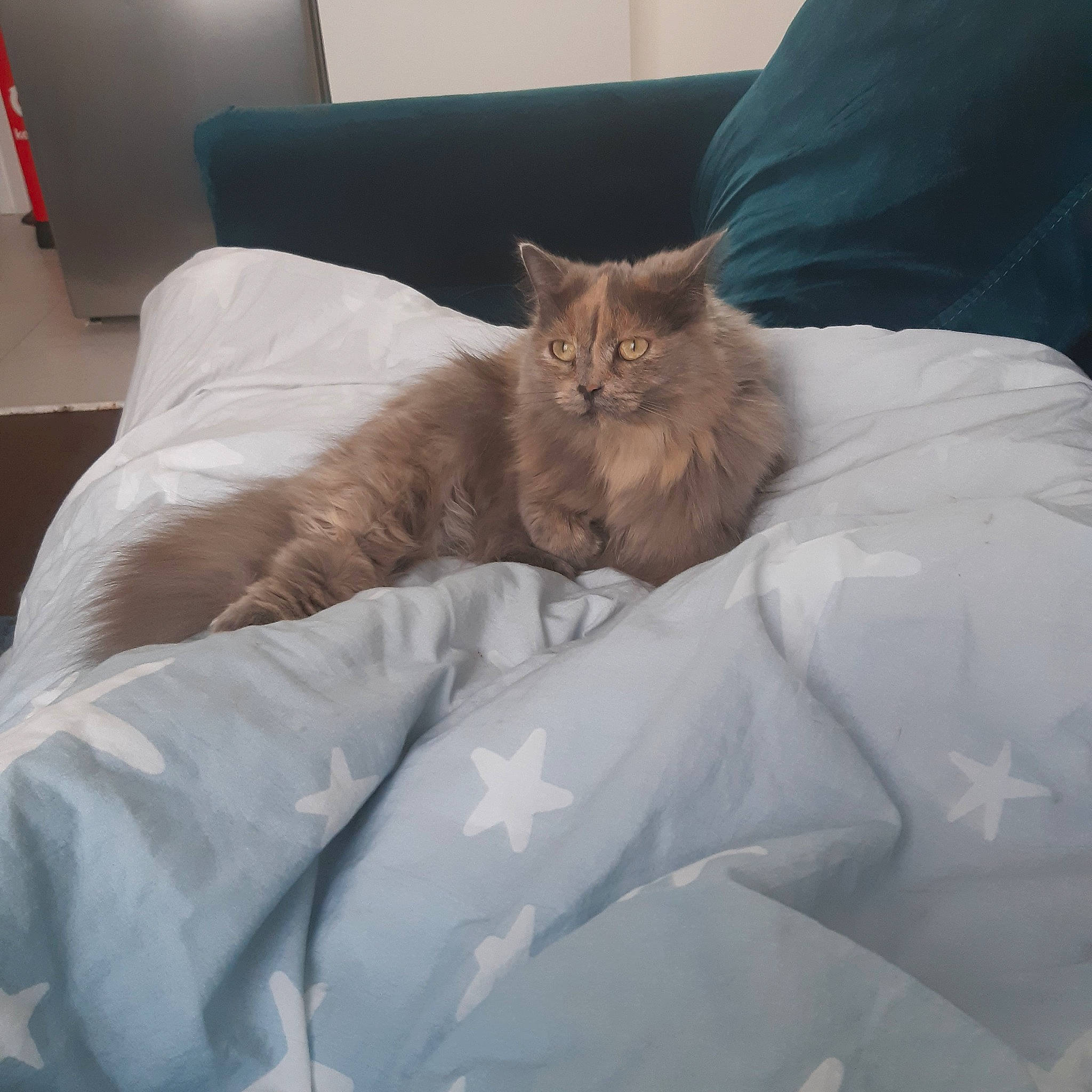 Saly a rejoint le concours — aidez-le/la à gagner de superbes lots ! asian, bed, bed_sheet, carnivore, cat, comfort, felidae, fur, furniture, kitten, linens, nap, pillow, sleep, small_to_medium_sized_cats, textile, whiskers