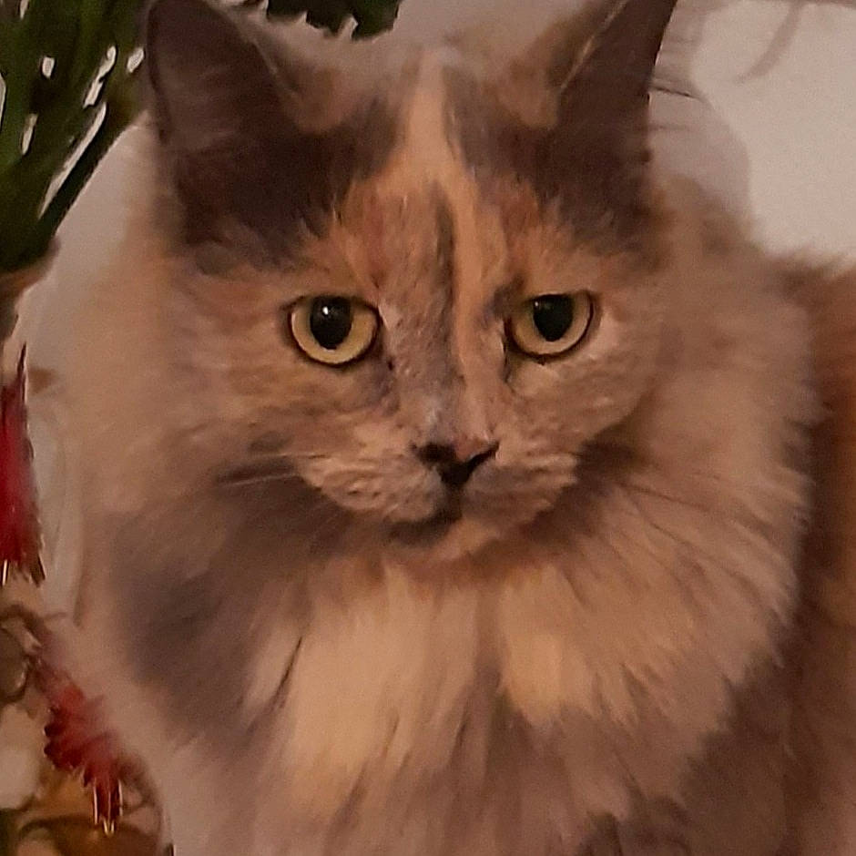 Saly participe au concours pour gagner de l'argent avec cette photo : asian_semi_longhair, british_longhair, british_semi_longhair, carnivore, cat, domestic_long_haired_cat, eye, felidae, iris, kitten, mammal, napoleon_cat, norwegian_forest_cat, ragamuffin, ragdoll, siberian, small_to_medium_sized_cats, snout, vertebrate, whiskers
