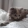 Saly a rejoint le concours — aidez-le/la à gagner de superbes lots ! asian_semi_longhair, british_semi_longhair, carnivoran, cat, cat_like_mammal, domestic_long_haired_cat, domestic_short_haired_cat, fur, kitten, munchkin, napoleon_cat, nebelung, norwegian_forest_cat, persian, ragamuffin, ragdoll, siberian, small_to_medium_sized_cats, snout, whiskers