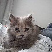 Saly participe au concours pour gagner de l'argent avec cette photo : asian_semi_longhair, british_semi_longhair, carnivoran, cat, cat_like_mammal, domestic_long_haired_cat, domestic_short_haired_cat, fur, kitten, maine_coon, napoleon_cat, norwegian_forest_cat, persian, ragamuffin, ragdoll, siberian, small_to_medium_sized_cats, snout, whiskers