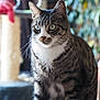 cat, tabby, blue_eyes, indoor, pet, animal, whiskers, fur, curious, sitting, close_up, domestic_cat, mammal, feline, houseplant, scratching_post, background_blur, portrait, looking_away, soft_light
