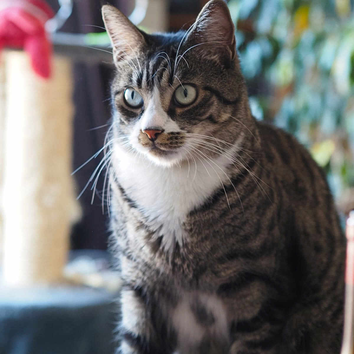 Loki participe au concours pour gagner de l'argent avec cette photo : animal, background_blur, blue_eyes, cat, close_up, curious, domestic_cat, feline, fur, houseplant, indoor, looking_away, mammal, pet, portrait, scratching_post, sitting, soft_light, tabby, whiskers