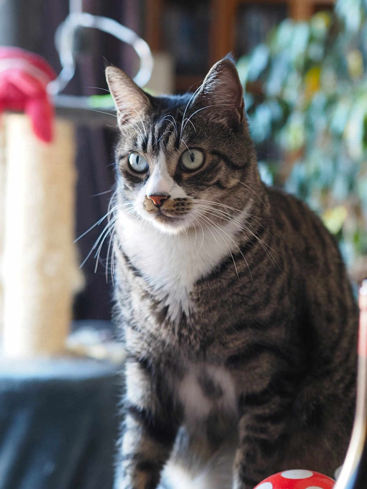 Loki