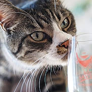 Loki participe au concours pour gagner de l'argent avec cette photo : cat, tabby, whiskers, close_up, curious, glass, sniffing, indoor, pet, feline, animal, blurred_background, face, nose, eyes, domestic, muzzle, portrait, focus, soft_light