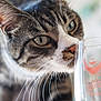 cat, tabby, whiskers, close_up, curious, glass, sniffing, indoor, pet, feline, animal, blurred_background, face, nose, eyes, domestic, muzzle, portrait, focus, soft_light