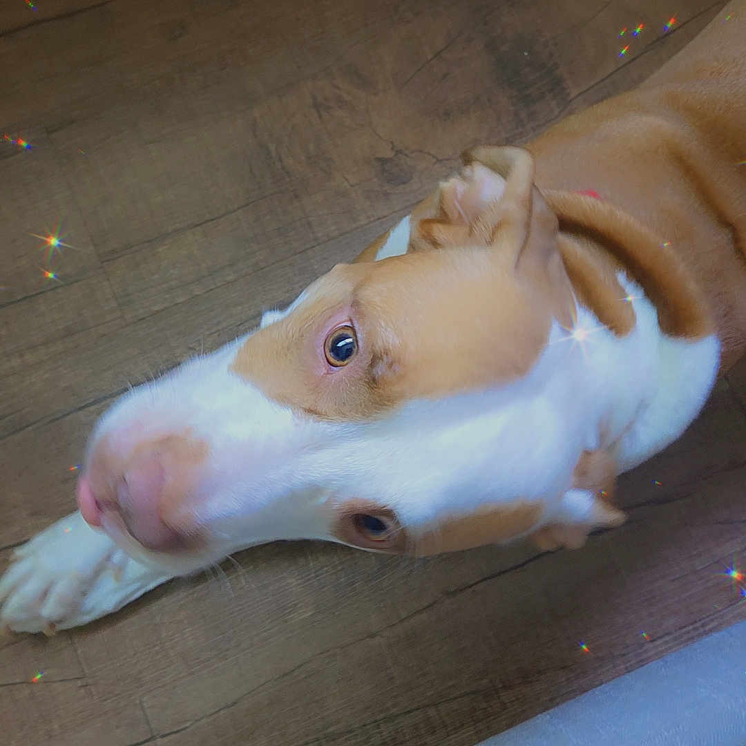 Isabella is registered to the contest to win money with this photo: dog, brown, white, floor, wooden_floor, pet, animal, looking_up, ears, snout, indoor, sparkle_effect, curious, closeup, canine, domestic_animal, light_effects, flooring, mammal, companion