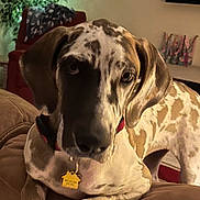 Phantom is registered to the contest to win money with this photo: animal, brown_spots, canine, close_up, collar, couch, curious, dog, domestic_animal, ears, face, furniture, home_decor, indoor, light, living_room, looking, pet, relaxed, tag