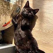 Shadow participe au concours pour gagner de l'argent avec cette photo : cat, kitten, black_cat, pet, animal, feline, lying_down, belly_up, raised_paws, green_eyes, whiskers, fur, sunlight, indoor, wooden_floor, cushion, relaxed, cute, playful, portrait