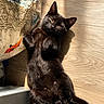 cat, kitten, black_cat, pet, animal, feline, lying_down, belly_up, raised_paws, green_eyes, whiskers, fur, sunlight, indoor, wooden_floor, cushion, relaxed, cute, playful, portrait