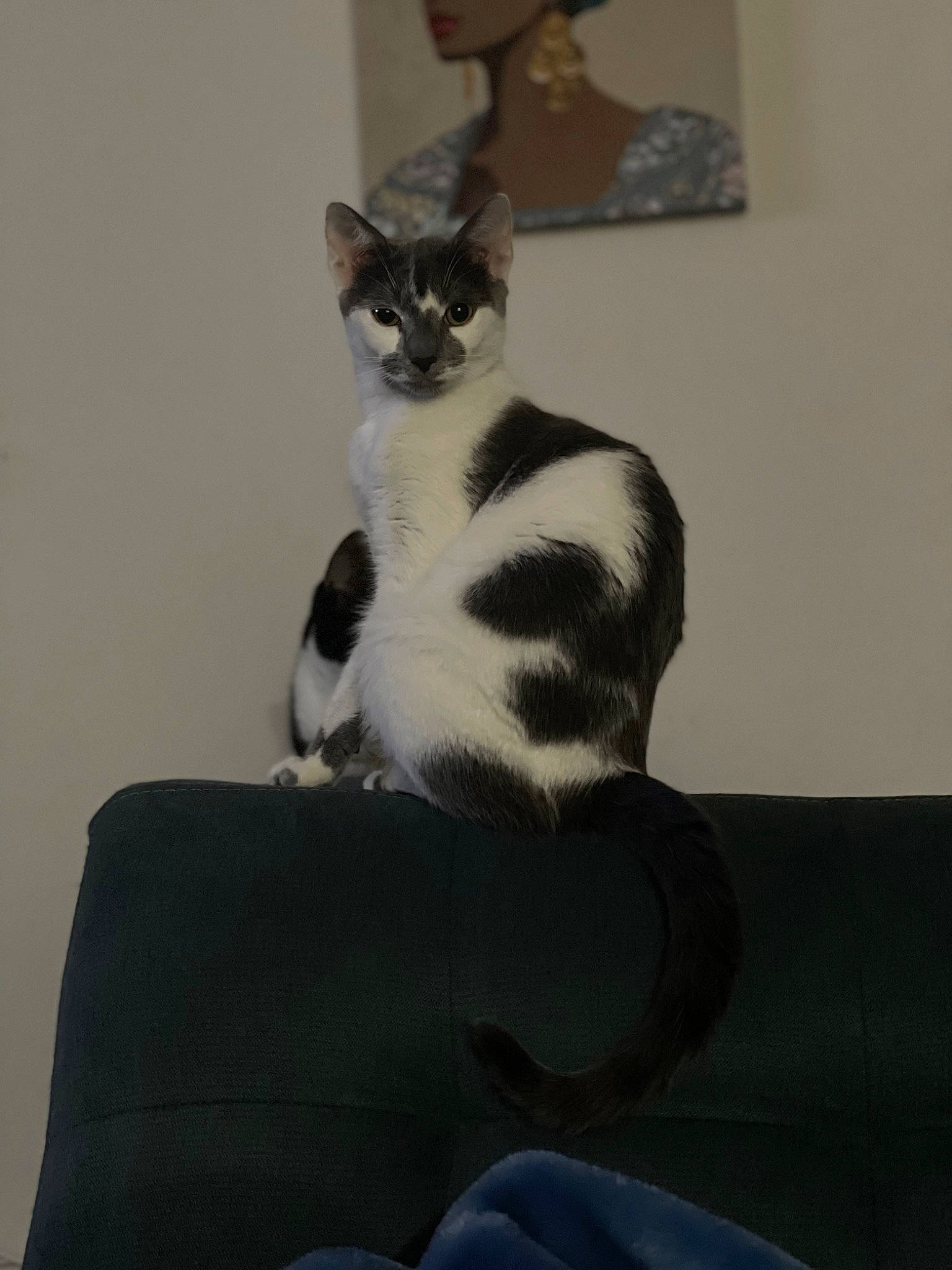 Doja is registered to the contest to win money with this photo: carnivore, cat, comfort, couch, domestic_short_haired_cat, eye, felidae, fur, grey, hat, head, paw, room, sitting, small_to_medium_sized_cats, snout, stairs, sun_hat, tail, whiskers