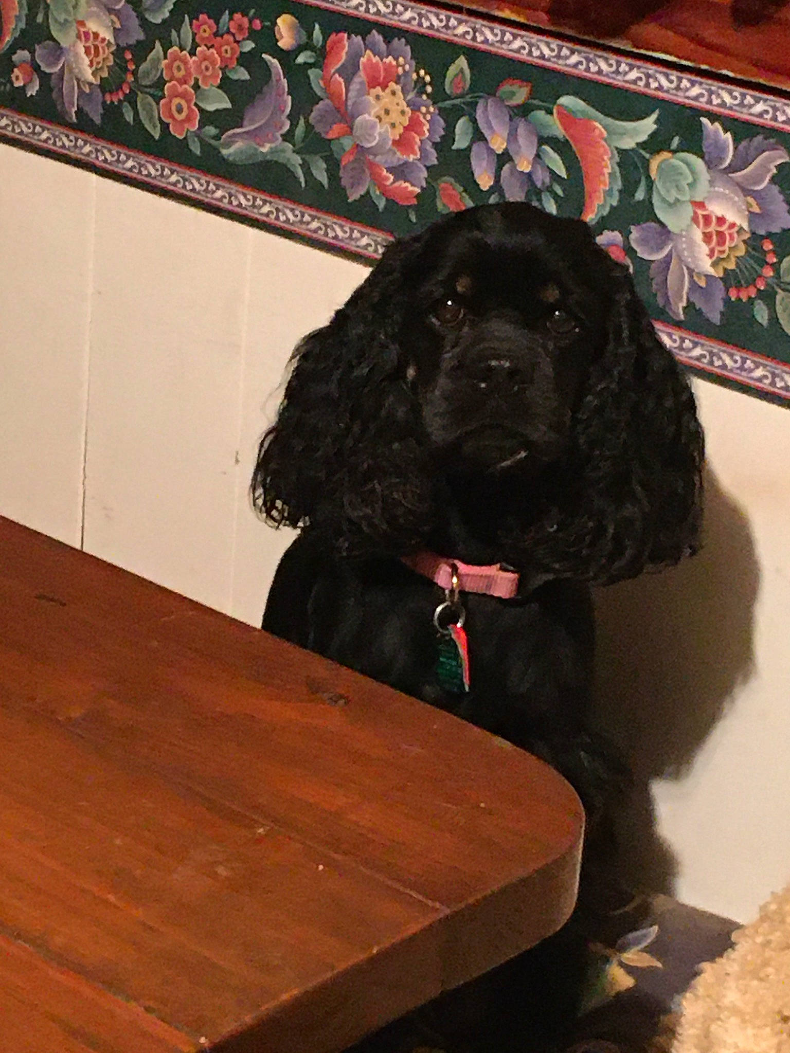 Daisy joined the competition — help win amazing prizes! american_cocker_spaniel, boykin_spaniel, canidae, carnivore, cocker_spaniel, companion_dog, dog, dog_breed, english_cocker_spaniel, field_spaniel, mammal, rare_breed_dog, russian_spaniel, spaniel, sporting_group, vertebrate