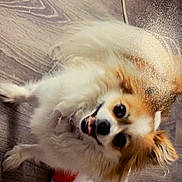 Oakley joined the competition — help win amazing prizes! dog, fluffy, pet, animal, playing, wooden_floor, toy, snowman, cute, happy, small_dog, fur, ears, tail, indoor, smiling, mouth_open, eyes, white, brown