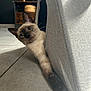 cat, siamese_cat, pet, animal, indoor, floor, tile_floor, cat_house, gray_fabric, paw, whiskers, curious, blue_eyes, stretching, cozy, light_and_shadow, furniture, home, cute, playful