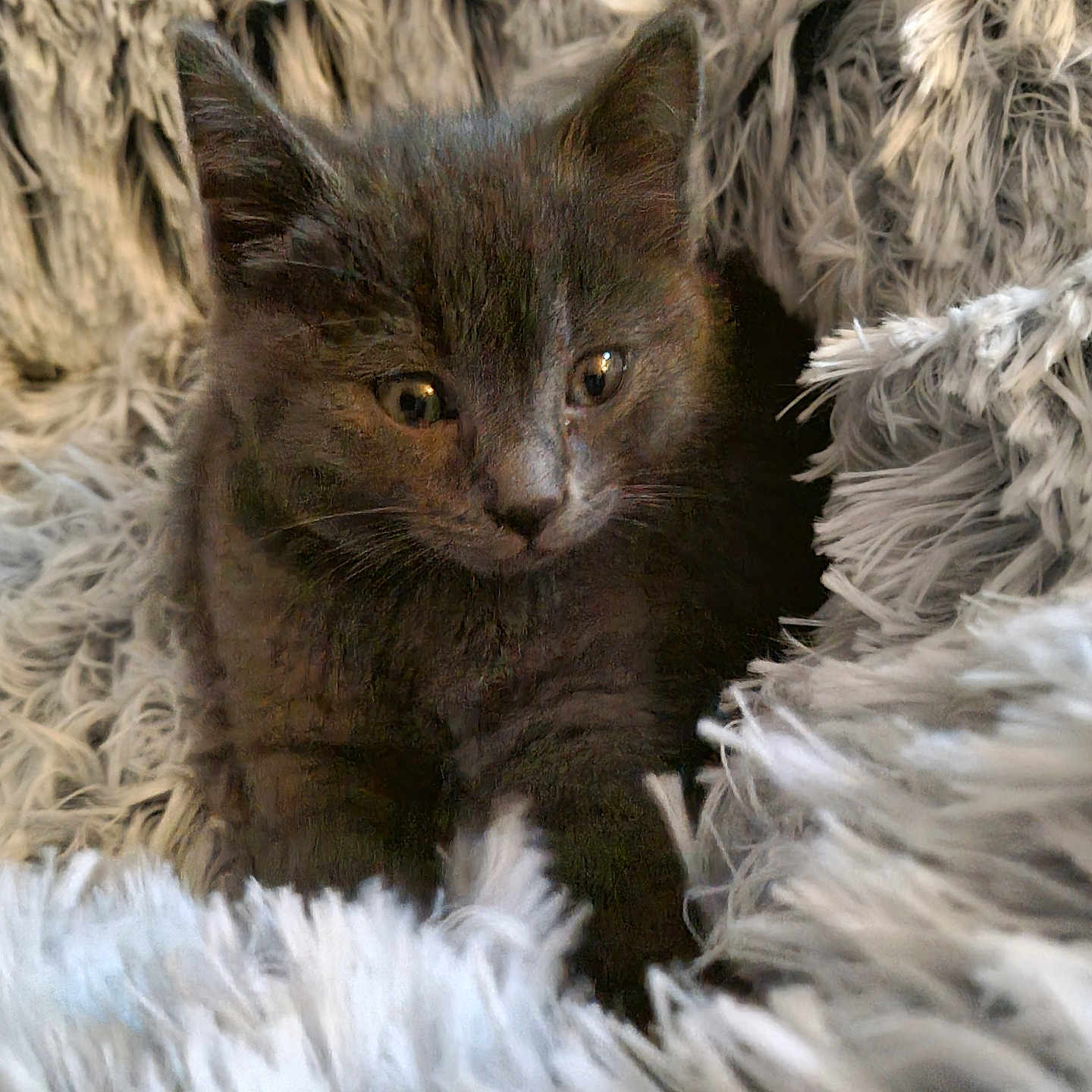 Grizouille a rejoint le concours — aidez-le/la à gagner de superbes lots ! abyssinian, accessories, angora, animal, blackcat, blanket, cat, clothing, featherboa, fur, kitten, manx, pet