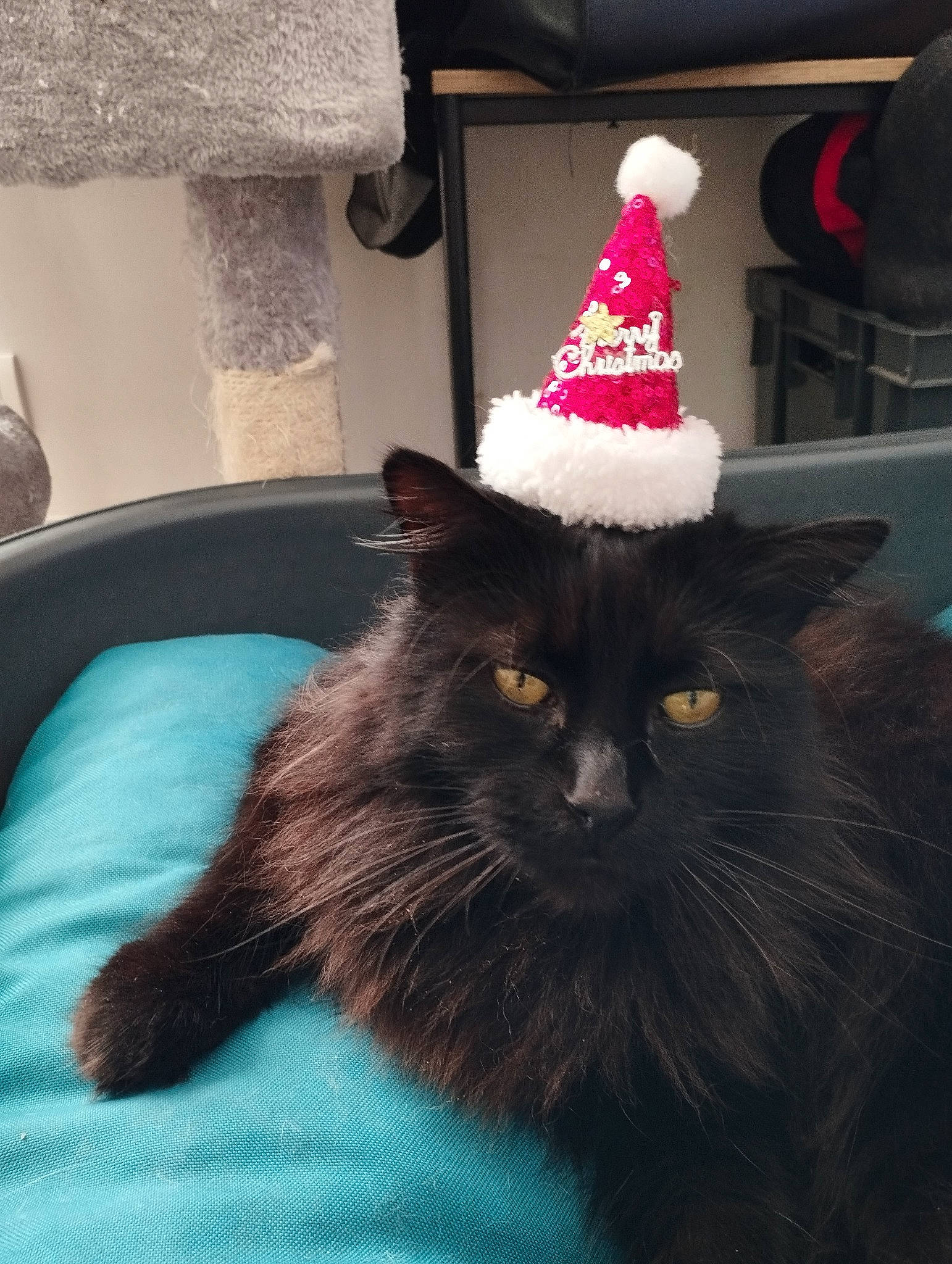 Nestea a rejoint le concours — aidez-le/la à gagner de superbes lots ! black_cat, carmine, carnivore, cat, cat_supply, claw, comfort, cone, costume_hat, domestic_short_haired_cat, event, felidae, flooring, fur, hat, holiday, small_to_medium_sized_cats, tail, whiskers, window