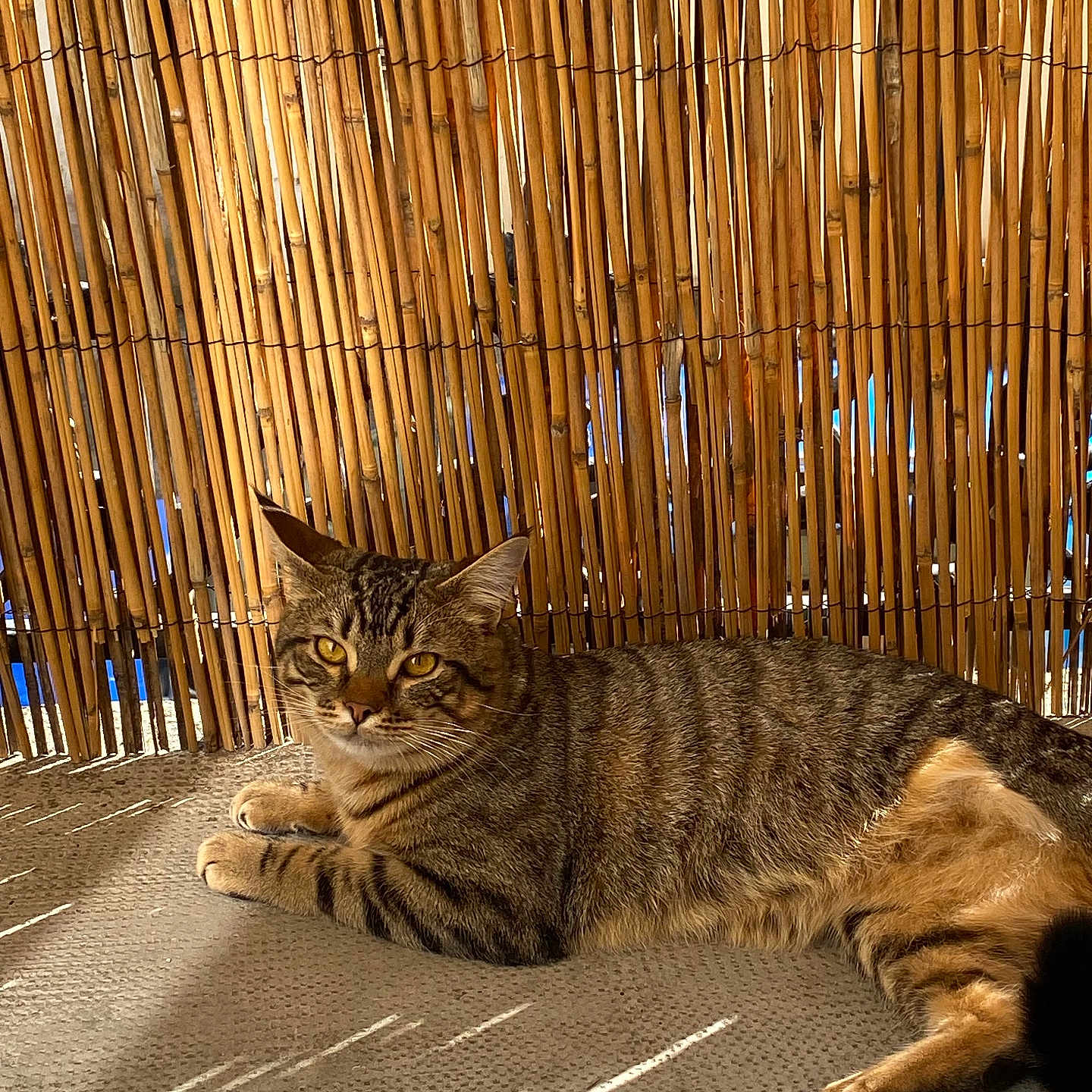 Bichoun participe au concours pour gagner de l'argent avec cette photo : abyssinian, animal, backyard, bamboo, cat, countryside, fence, hardwood, indoors, interiordesign, kitten, manx, nature, outdoors, pet, plant, reed, straw, tree, wood