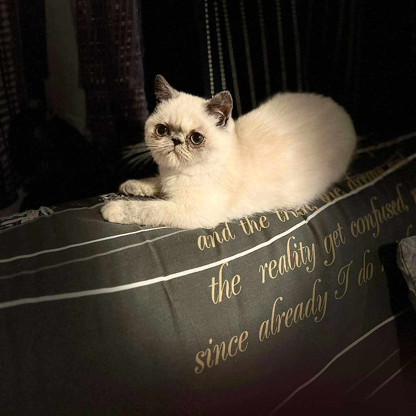 Ambre a rejoint le concours — aidez-le/la à gagner de superbes lots ! animal, bed, blanket, cat, cozy, cute, domestic, ears, eyes, feline, fur, indoor, pet, portrait, resting, script, shadow, soft_light, text, white_cat