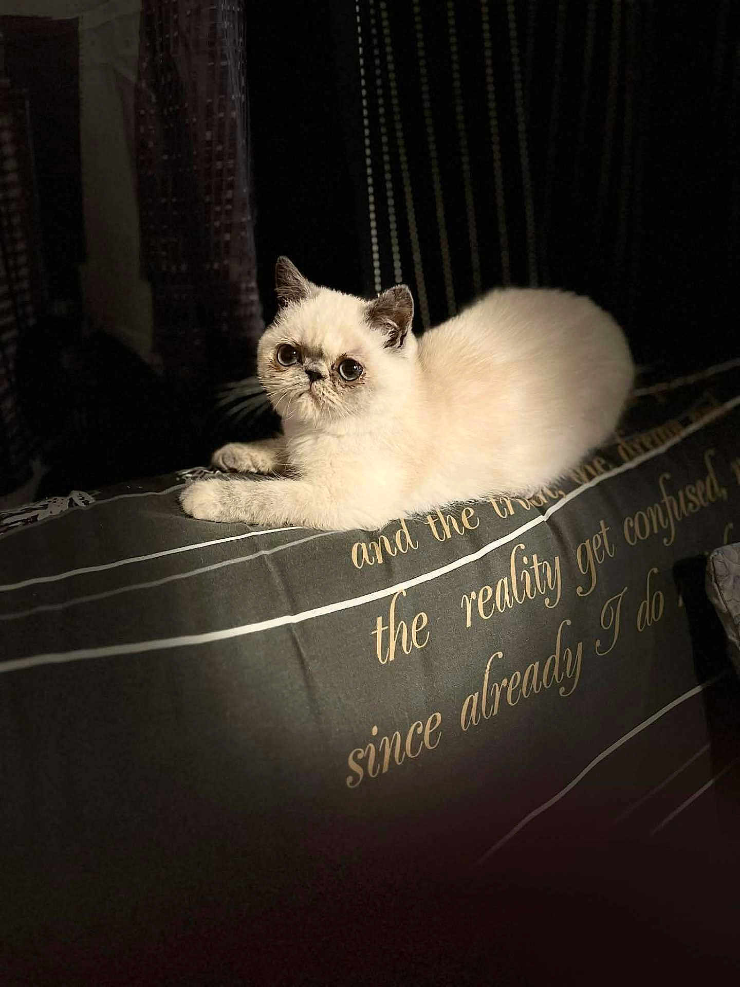 Ambre a rejoint le concours — aidez-le/la à gagner de superbes lots ! cat, white_cat, pet, animal, indoor, bed, blanket, text, script, fur, ears, eyes, resting, cute, feline, soft_light, shadow, domestic, cozy, portrait