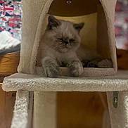 Ambre a rejoint le concours — aidez-le/la à gagner de superbes lots ! cat, cat_condo, sleeping, feline, indoor, cozy, soft_texture, pet, animal, resting, furry, cute, home, wood, fabric, closeup, relaxation, paw, blurred_background, colorful_background