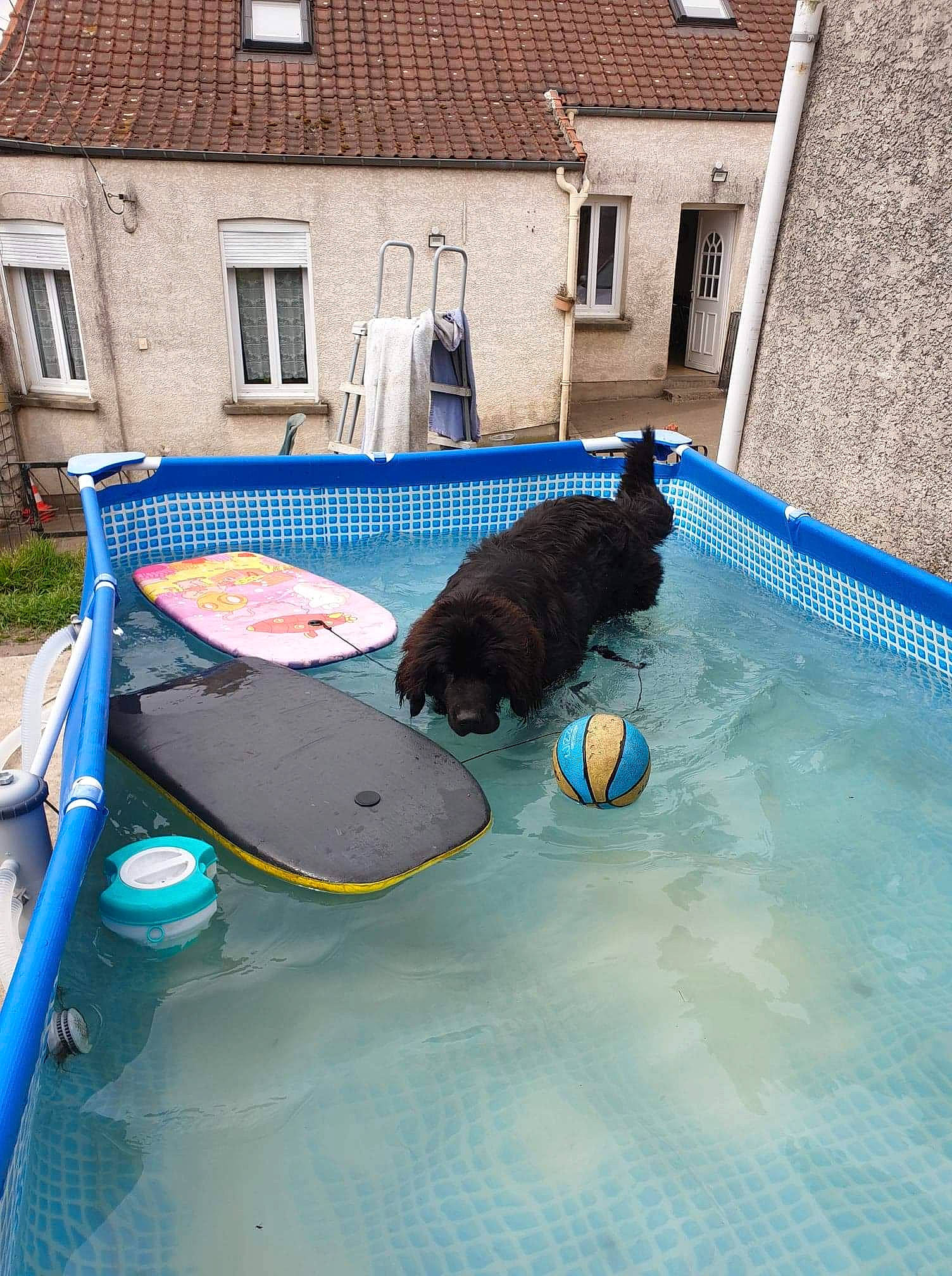 Poly participe au concours pour gagner de l'argent avec cette photo : canidae, carnivore, dog, dog_breed, newfoundland, portuguese_water_dog, spaniel, spanish_water_dog, sporting_group, sports_equipment, swimming_pool, trampoline, trampolining_equipment_and_supplies