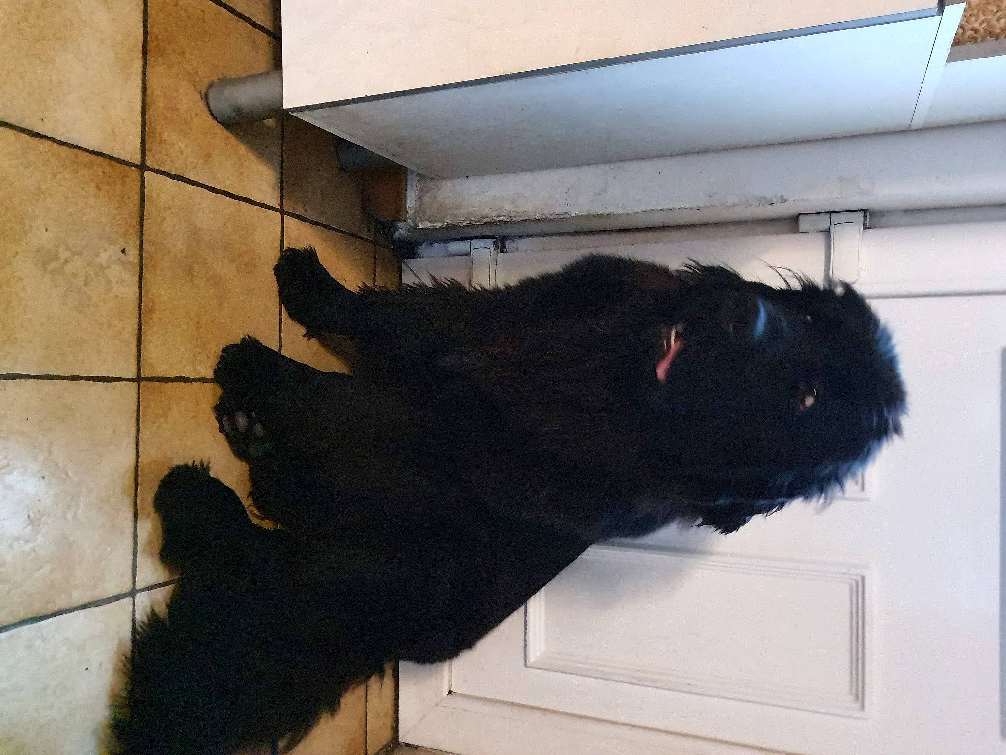 Poly participe au concours pour gagner de l'argent avec cette photo : canidae, carnivore, dog, dog_breed, flat_coated_retriever, fur, guard_dog, newfoundland, sporting_group, tail