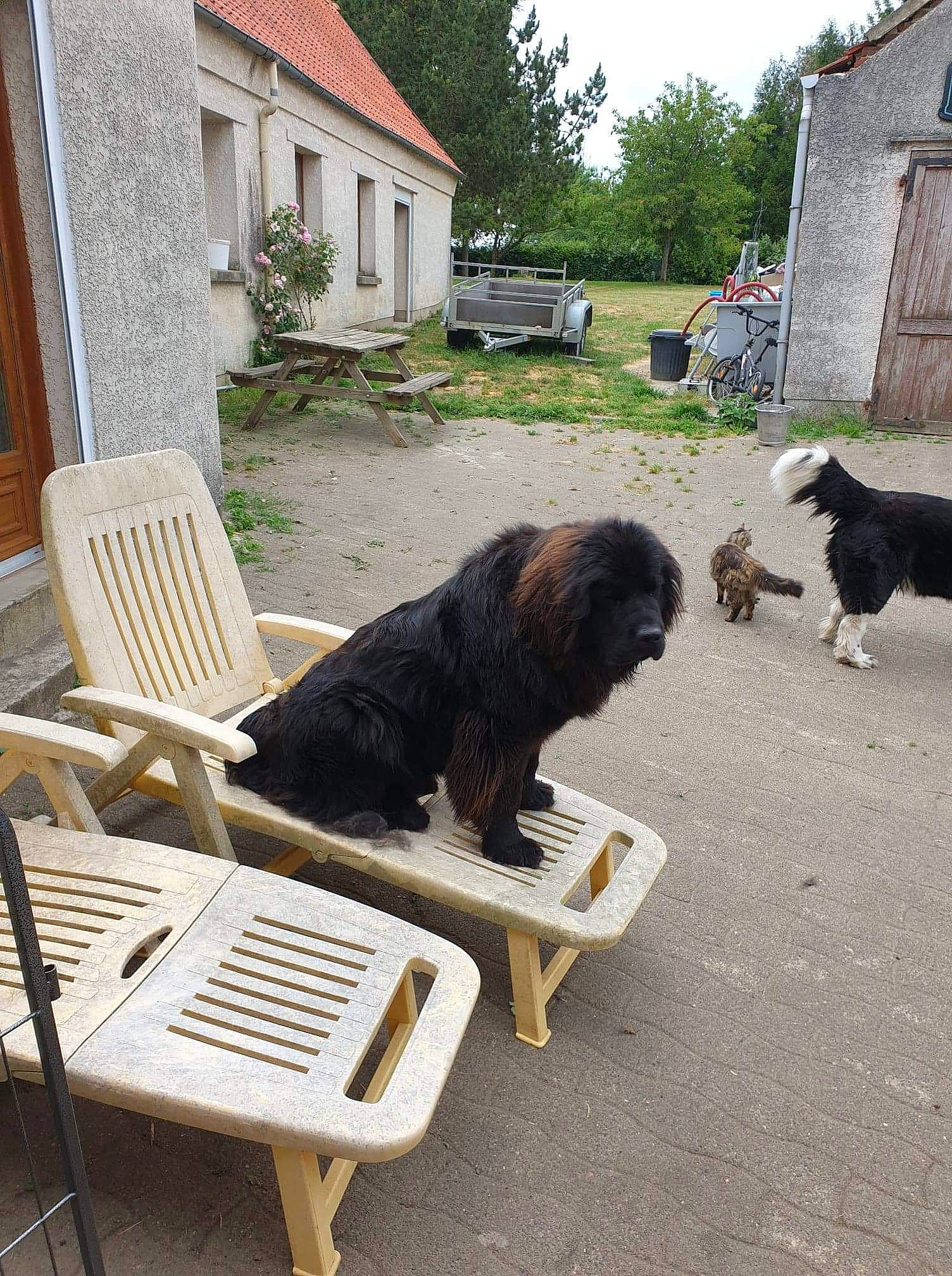 Poly participe au concours pour gagner de l'argent avec cette photo : backyard, border_collie, canidae, carnivore, companion_dog, dog, dog_breed, guard_dog, home, sporting_group, street_dog, tail