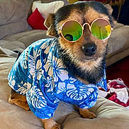 Theo is registered to the contest to win money with this photo: dog, pet, clothing, sunglasses, blue_shirt, couch, indoor, living_room, small_dog, canine, fashion, accessories, reflection, furniture, comfort, relaxation, portrait, cute, animal, summer_style
