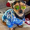 dog, pet, clothing, sunglasses, blue_shirt, couch, indoor, living_room, small_dog, canine, fashion, accessories, reflection, furniture, comfort, relaxation, portrait, cute, animal, summer_style