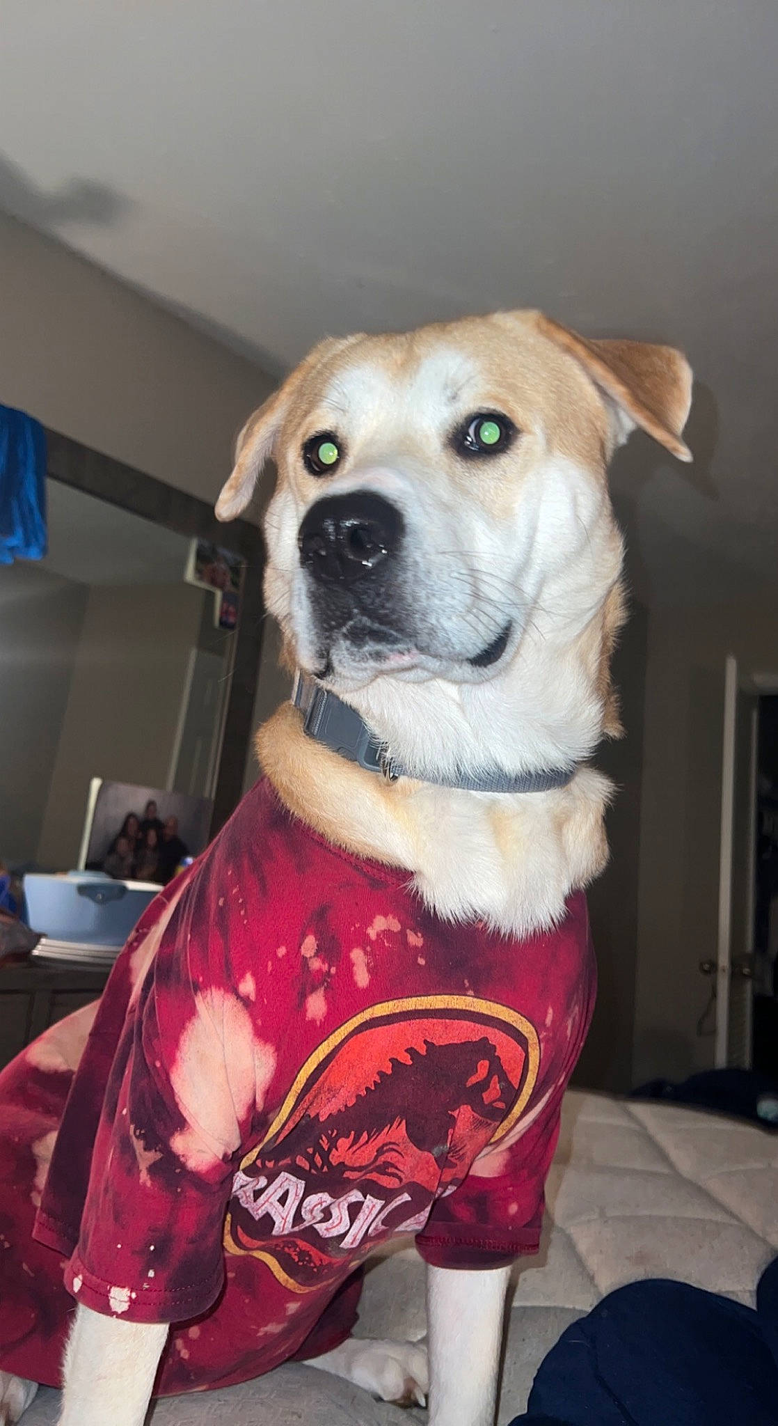 Zen joined the competition — help win amazing prizes! canidae, carnivore, chair, collar, companion_dog, costume, dog, dog_breed, dog_clothes, dog_collar, dog_supply, fawn, firefighter, fur, pet_supply, picture_frame, snout, sporting_group, whiskers, working_animal