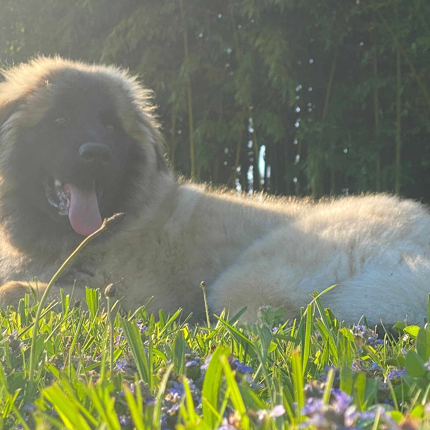 Djaya participe au concours pour gagner de l'argent avec cette photo : animal, canine, daylight, dog, field, fluffy, forest, fur, grass, greenery, happy, meadow, nature, outdoor, pet, relaxing, summer, sunlight, tongue_out, wildflowers
