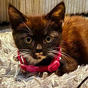 Fudge joined the competition — help win amazing prizes! kitten, cat, pet, collar, fluffy_carpet, whiskers, closeup, indoor, animal, cute, fur, young, domestic_cat, eyes, face, muzzle, pink_collar, resting, curious, small