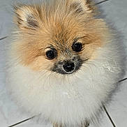 Locky participe au concours pour gagner de l'argent avec cette photo : dog, pomeranian, puppy, fluffy, cute, pet, animal, fur, small_dog, indoor, looking_up, floor, white, brown, adorable, companion, canine, domestic_animal, portrait, closeup