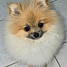dog, pomeranian, puppy, fluffy, cute, pet, animal, fur, small_dog, indoor, looking_up, floor, white, brown, adorable, companion, canine, domestic_animal, portrait, closeup