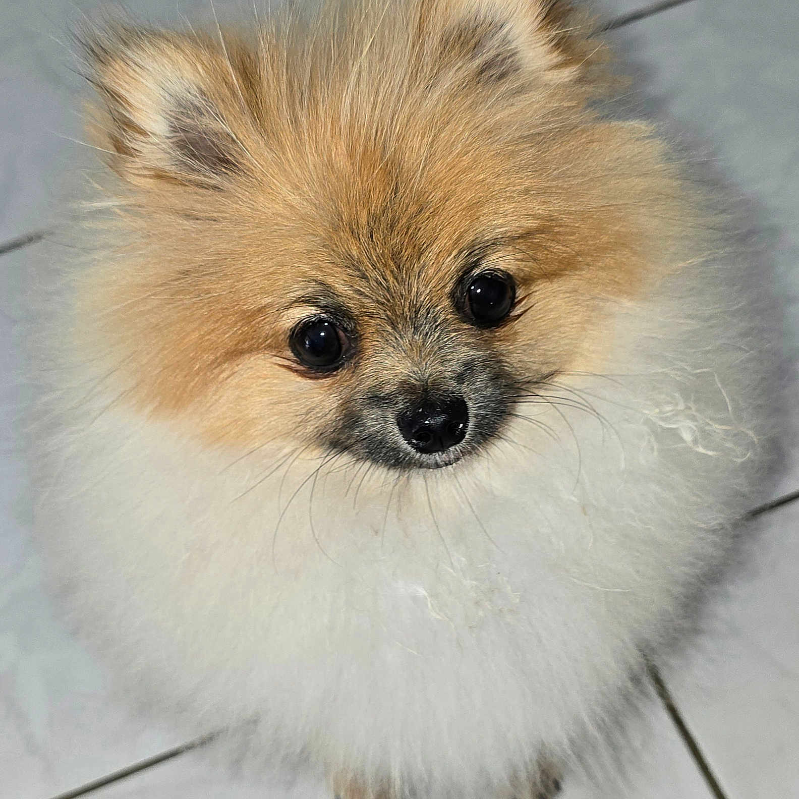 Locky participe au concours pour gagner de l'argent avec cette photo : dog, pomeranian, puppy, fluffy, cute, pet, animal, fur, small_dog, indoor, looking_up, floor, white, brown, adorable, companion, canine, domestic_animal, portrait, closeup