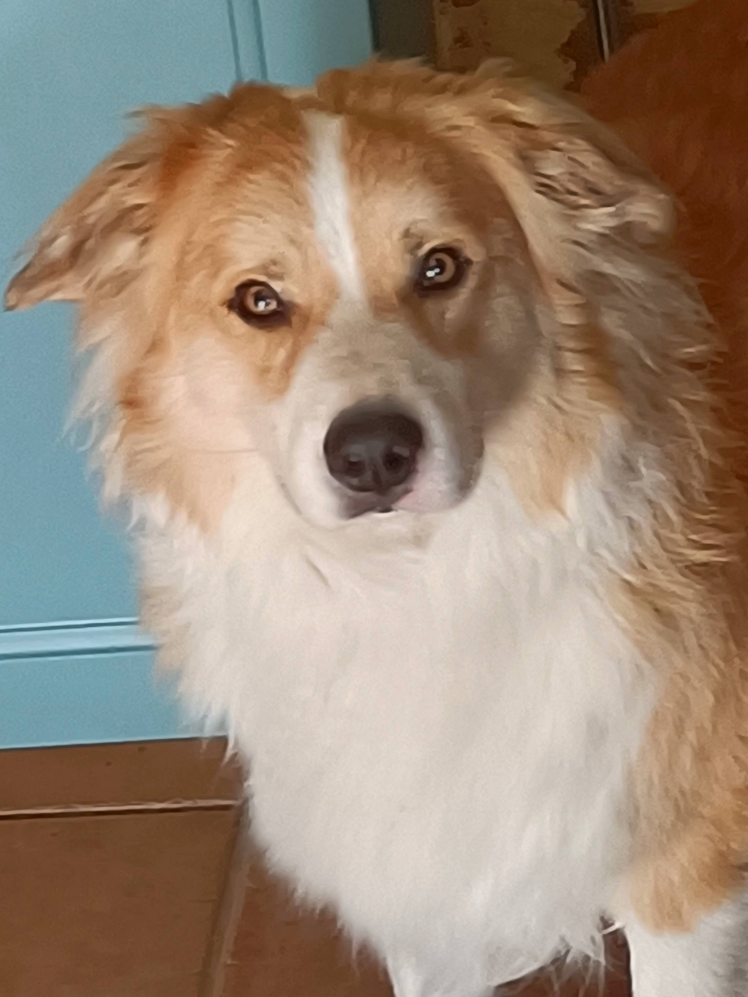 Rob a rejoint le concours — aidez-le/la à gagner de superbes lots ! ancient_dog_breeds, canidae, carnivore, companion_dog, dog, dog_breed, door, eye, fawn, firefighter, fur, gun_dog, iris, liver, plant, snout, sporting_group, whiskers, working_animal, working_dog