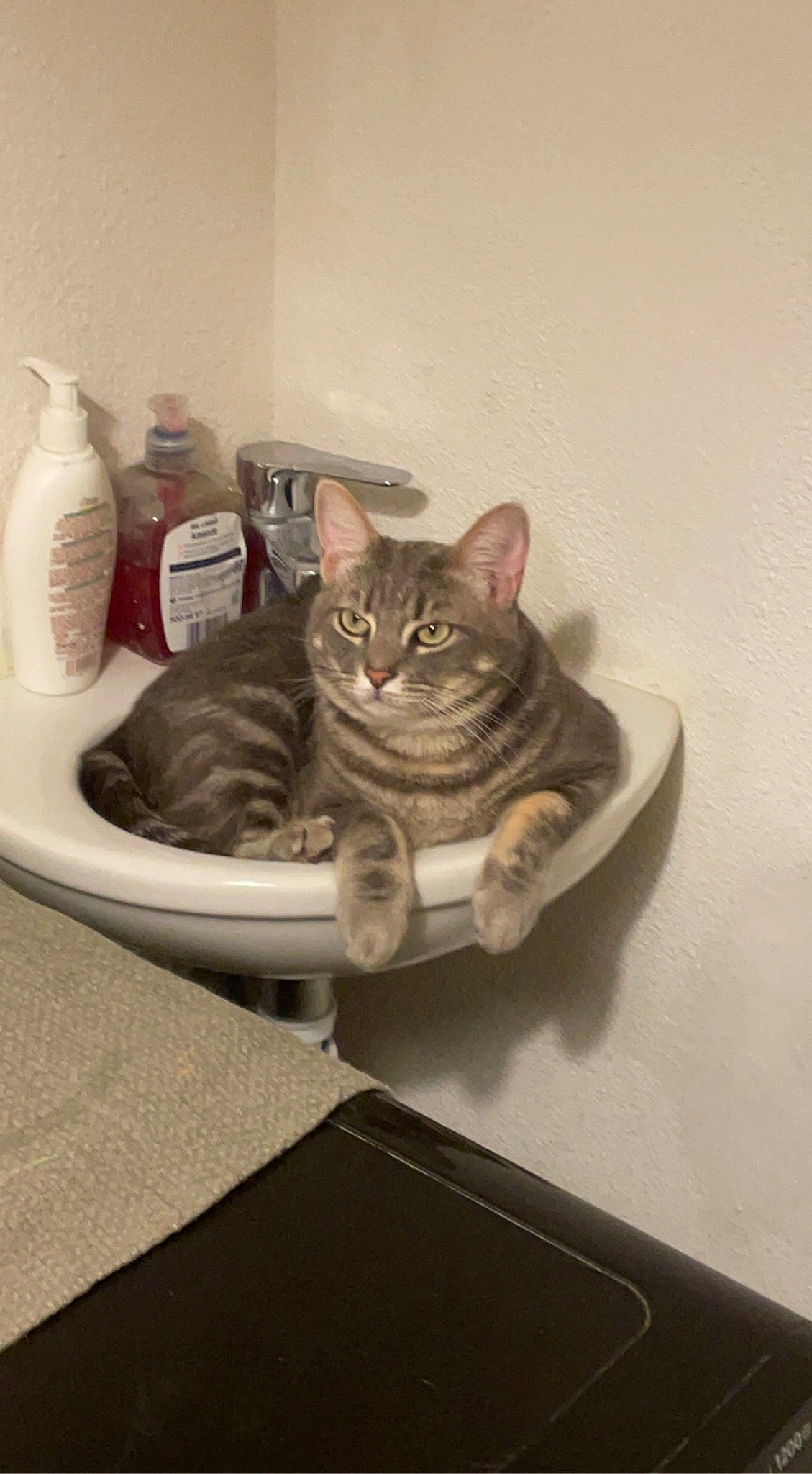 Kimi participe au concours pour gagner de l'argent avec cette photo : carnivore, cat, cat_supply, ceramic, comfort, domestic_short_haired_cat, felidae, flooring, fur, grey, porcelain, serveware, sitting, small_to_medium_sized_cats, tableware, tail, tap, vertebrate, whiskers, window