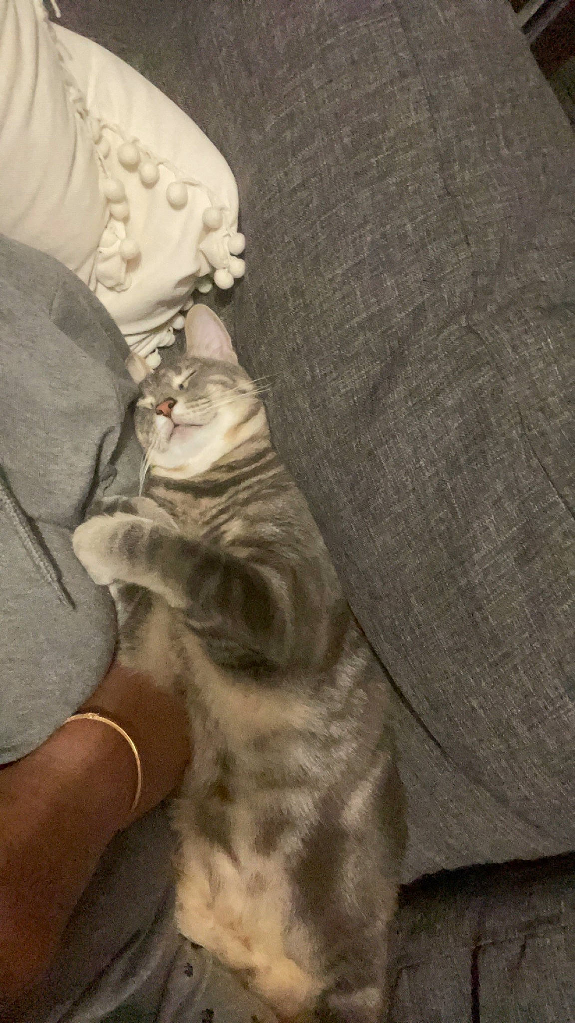 Kimi a rejoint le concours — aidez-le/la à gagner de superbes lots ! carnivore, cat, claw, comfort, domestic_short_haired_cat, fawn, felidae, foot, fur, gesture, human_leg, linens, nail, paw, sitting, small_to_medium_sized_cats, tail, thigh, whiskers, wrinkle