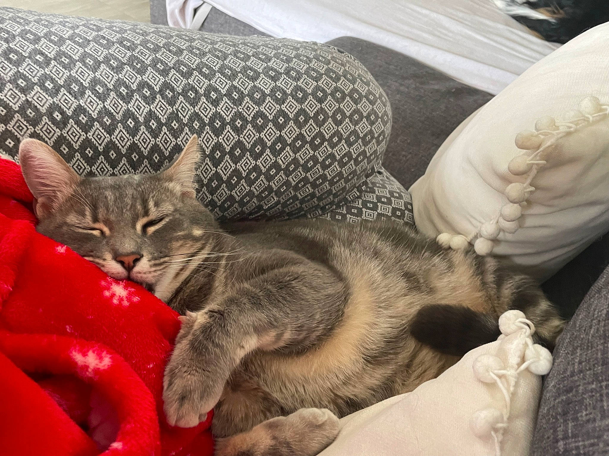 Kimi a rejoint le concours — aidez-le/la à gagner de superbes lots ! bedding, carnivore, cat, cat_bed, claw, comfort, couch, domestic_short_haired_cat, felidae, fur, grey, linens, paw, pillow, small_to_medium_sized_cats, snout, tail, textile, throw_pillow, whiskers